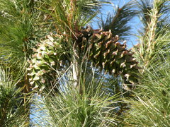 Pinus stylesii