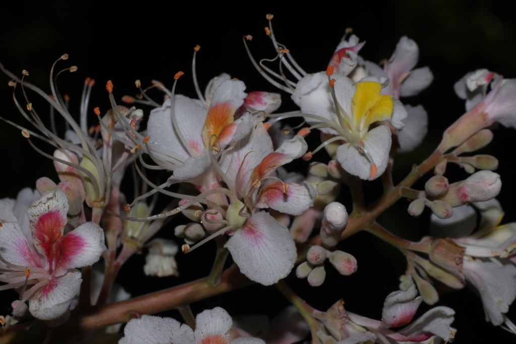 Aesculus indica; photograph author not stated, no rights reserved