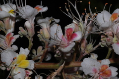 author not stated, no rights reserved Aesculus indica, photograph author not stated, no rights reserved