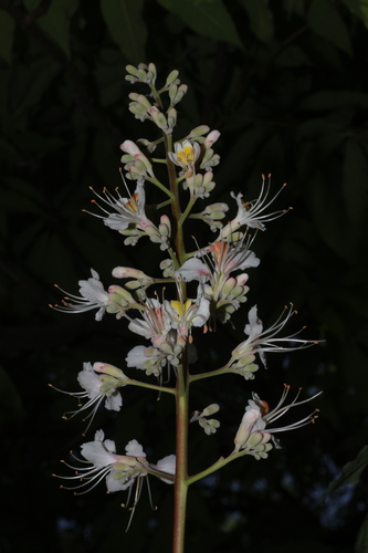 Aesculus indica, photograph 4