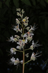 author not stated, no rights reserved Aesculus indica, photograph author not stated, no rights reserved