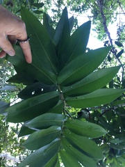 Flindersia bourjotiana
