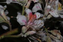 author not stated, no rights reserved Aesculus indica, photograph author not stated, no rights reserved