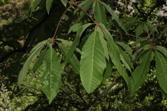 Aesculus indica, photograph author not stated, no rights reserved