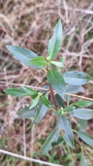 Myoporum petiolatum, photograph author not stated, no rights reserved