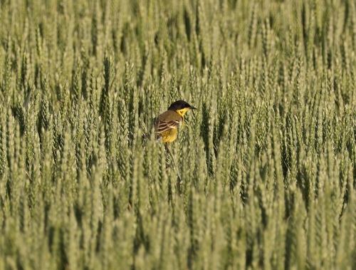 Black-headed Wagtail