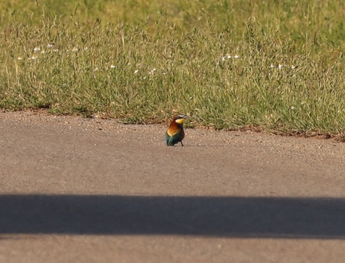 European Bee-eater