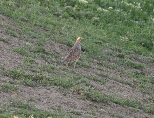 Gray Partridge