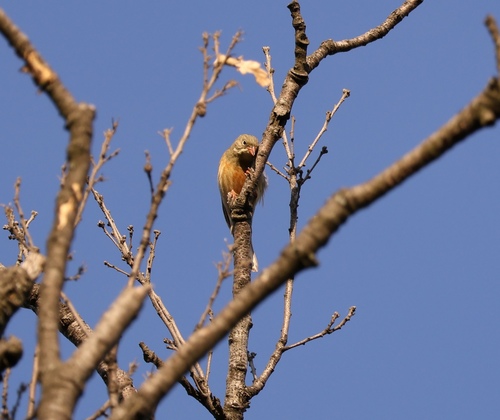 Ortolan Bunting