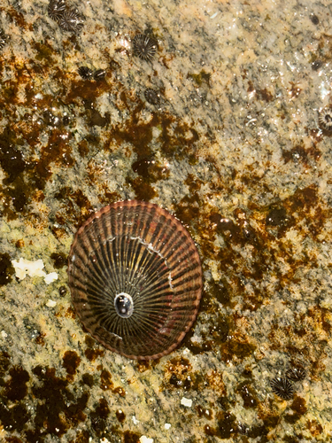 Cellana exarata observed 2026-05-15