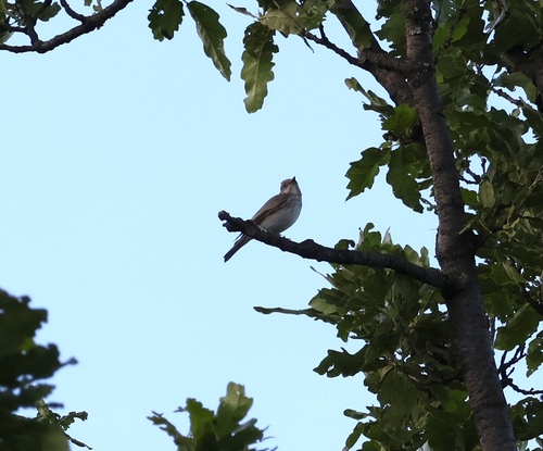 Spotted Flycatcher