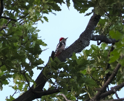 Middle Spotted Woodpecker