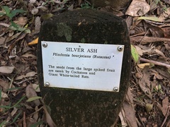 Flindersia bourjotiana