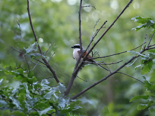 Red-backed Shrike
