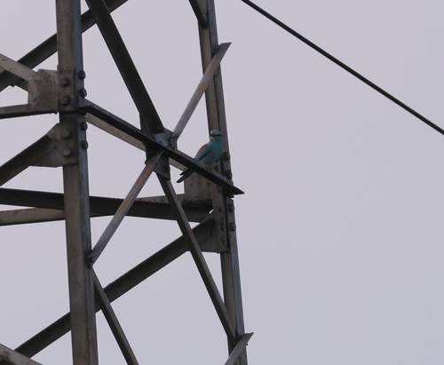 European Roller