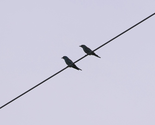 European Roller