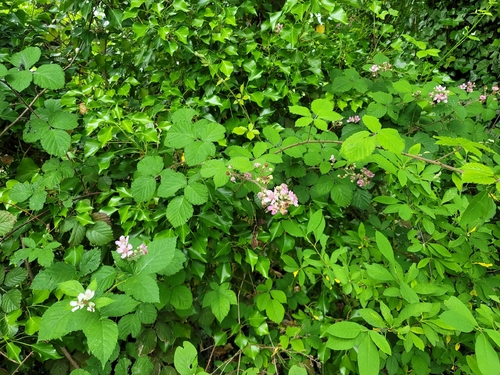 Rubus vestitus, photograph 5