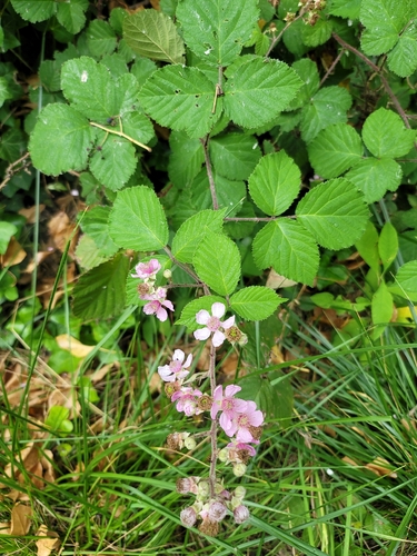 Rubus vestitus, photograph 6