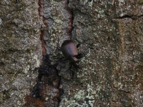 Lesser Searcher Beetle