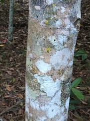 Flindersia bourjotiana