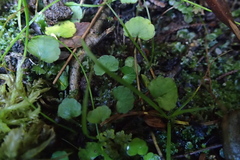 Ourisia modesta