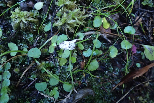 Ourisia modesta, photograph 2