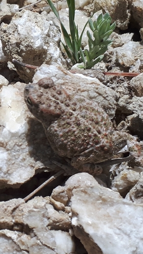 Natterjack Toad
