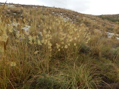 Pentameris eriostoma