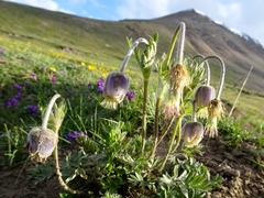 Pulsatilla campanella