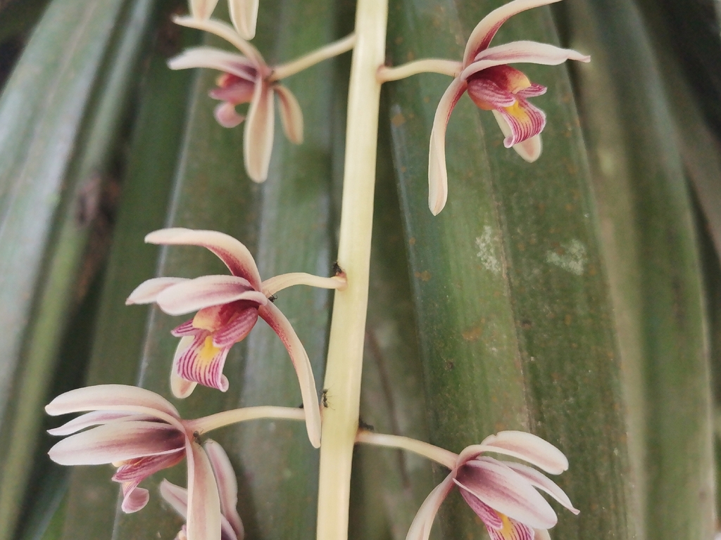 Cymbidium aloifolium; photograph (c) Cheryl Stinchcomb, some rights reserved (CC BY)