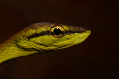 Oxybelis brevirostris