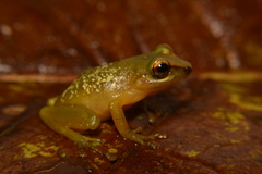 Pristimantis subsigillatus