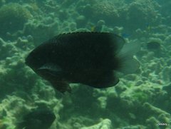 Pomacentrus trichrourus