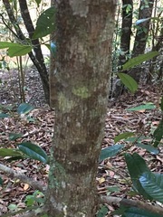 Myristica insipida