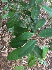 Myristica insipida