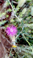 Centaurea pulchella