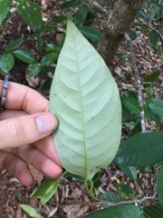 Myristica insipida