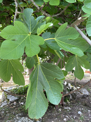 common fig