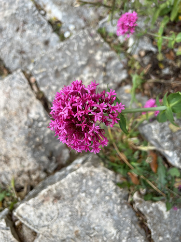 Red Valerian