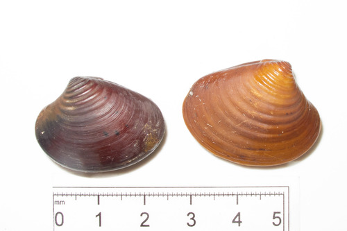 Elliptical Astarte Clam
