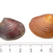Elliptical Astarte Clam - Photo (c) Claude Nozères, some rights reserved (CC BY-NC), uploaded by Claude Nozères