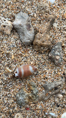 Bistolida hirundo observed 2026-05-16