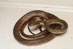 Leptophis cupreus