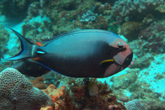 Acanthurus leucocheilus