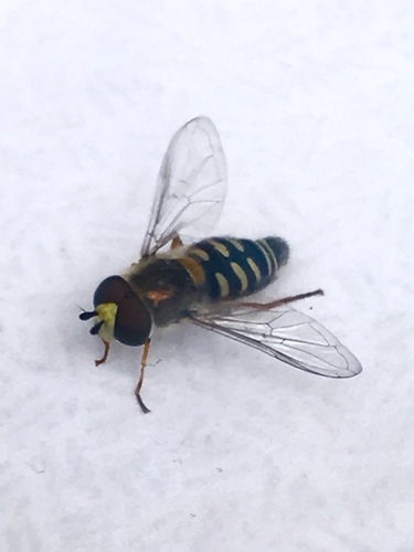 Large-tailed Aphideater