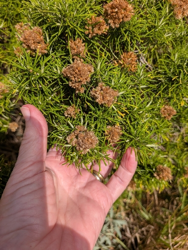 Cassinia tenuifolia observed 2026-05-16