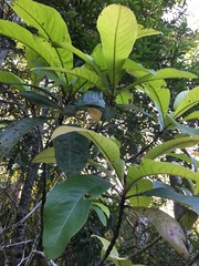 Xanthostemon whitei