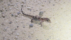 Coleonyx mitratus
