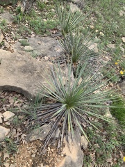Yucca constricta