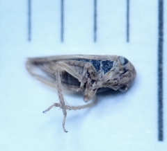 Agalliini